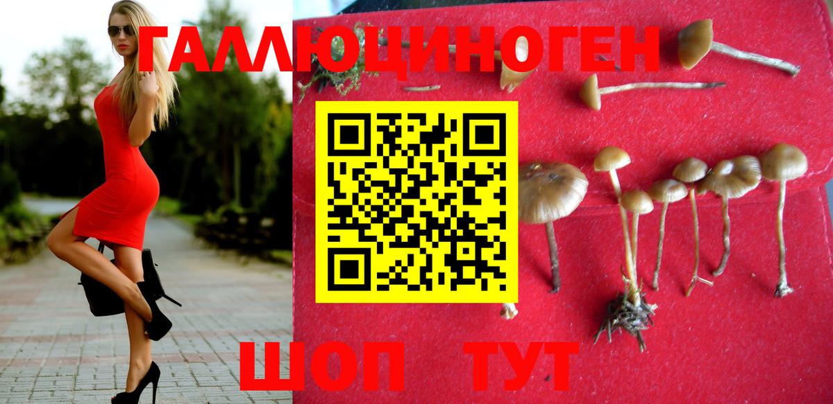 Кизилюрт  Галлюциногенные грибы прущие грибы  Галлюциногенные грибы Cubensis  Вход с VPN 